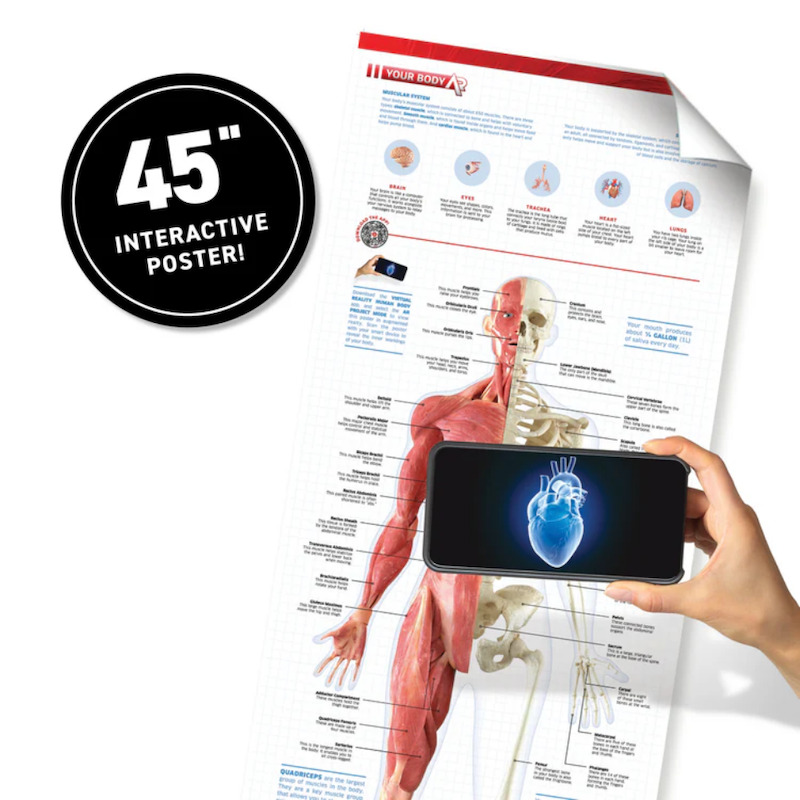 Virtual Reality Human Body!