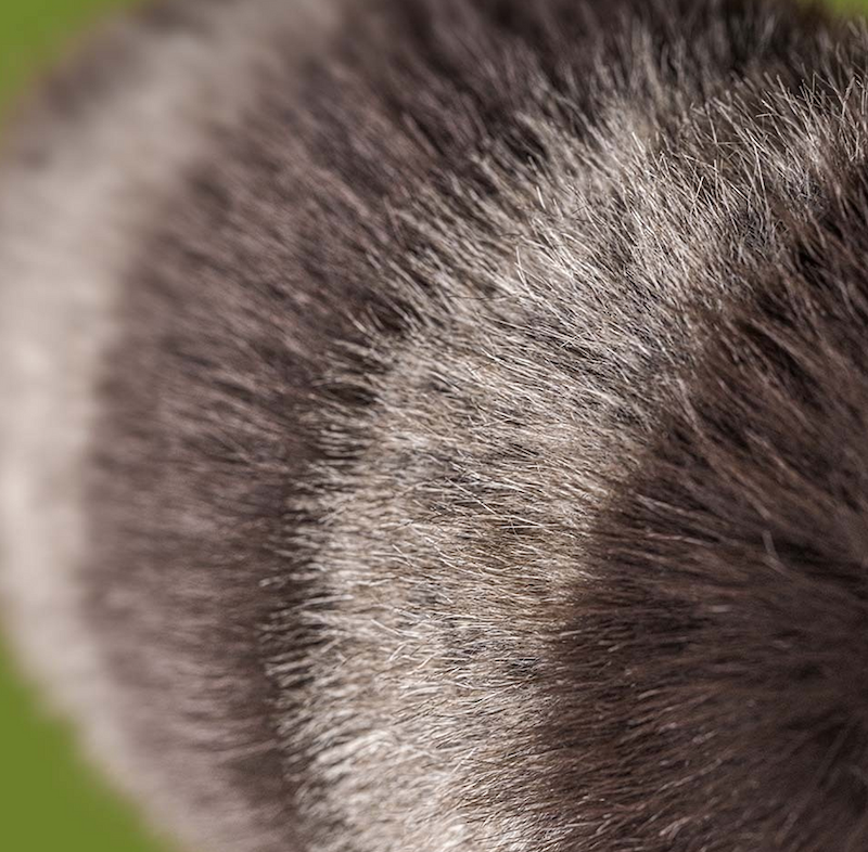 Trixiwoo Raccoon