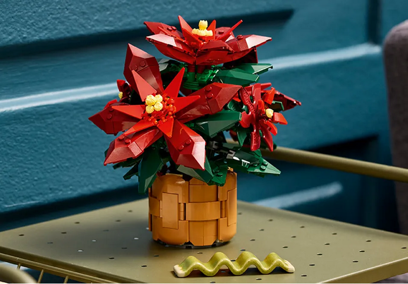 Poinsettia