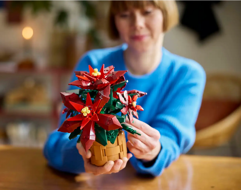 Poinsettia