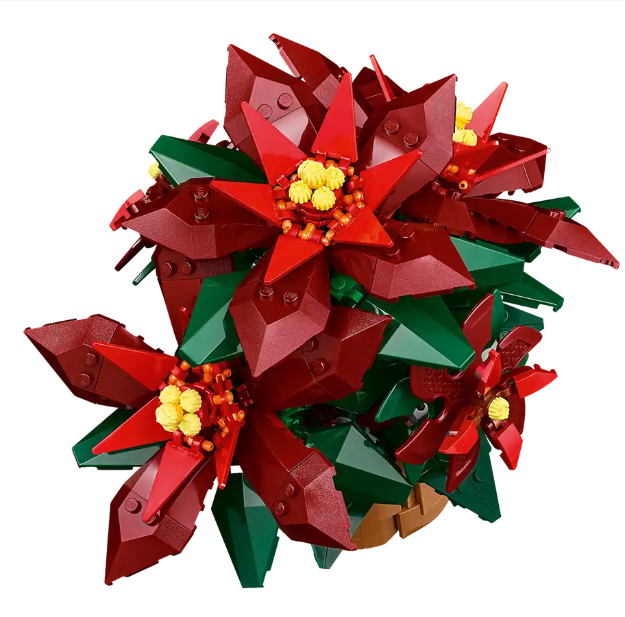 Poinsettia