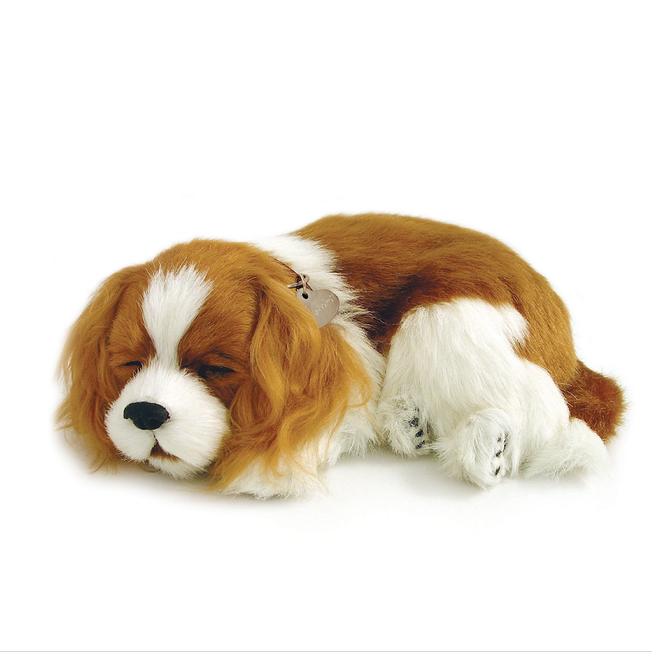 Perfect Petzzz Cavalier King Charles