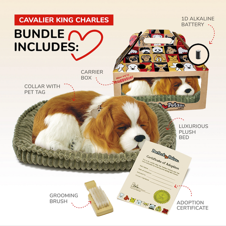 Perfect Petzzz Cavalier King Charles