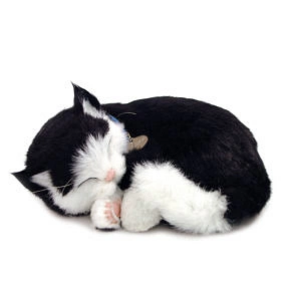 Perfect Petzzz Black & White Shorthair Kitten