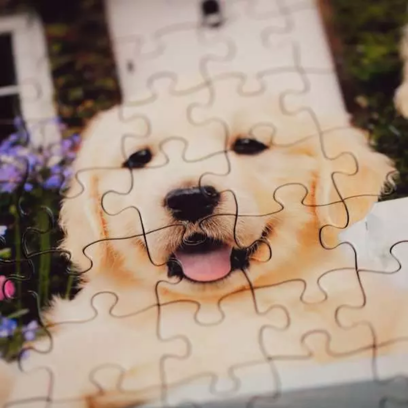 Golden Retrievers XL 200 pc Puzzle