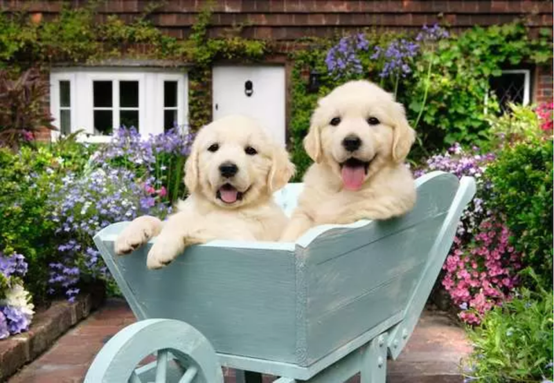 Golden Retrievers XL 200 pc Puzzle