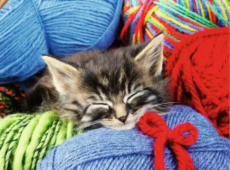 Wool Cat XL 100 pc Puzzle