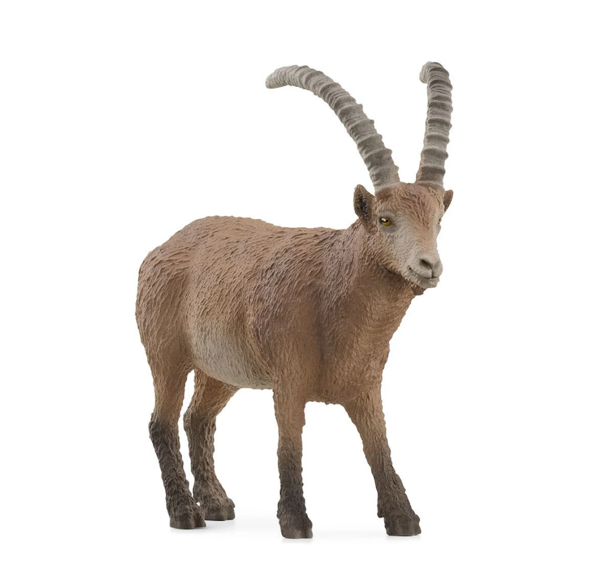 Capricorn Ibex