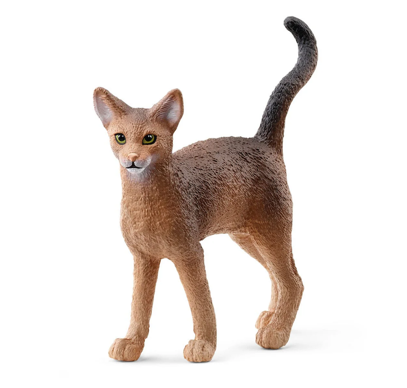 Abyssinian Cat