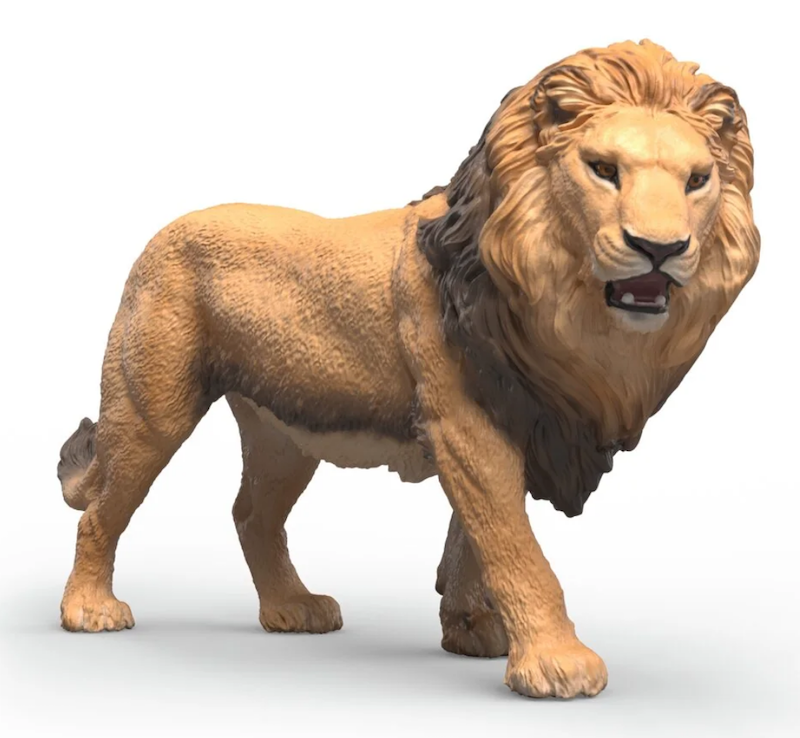 African Lion