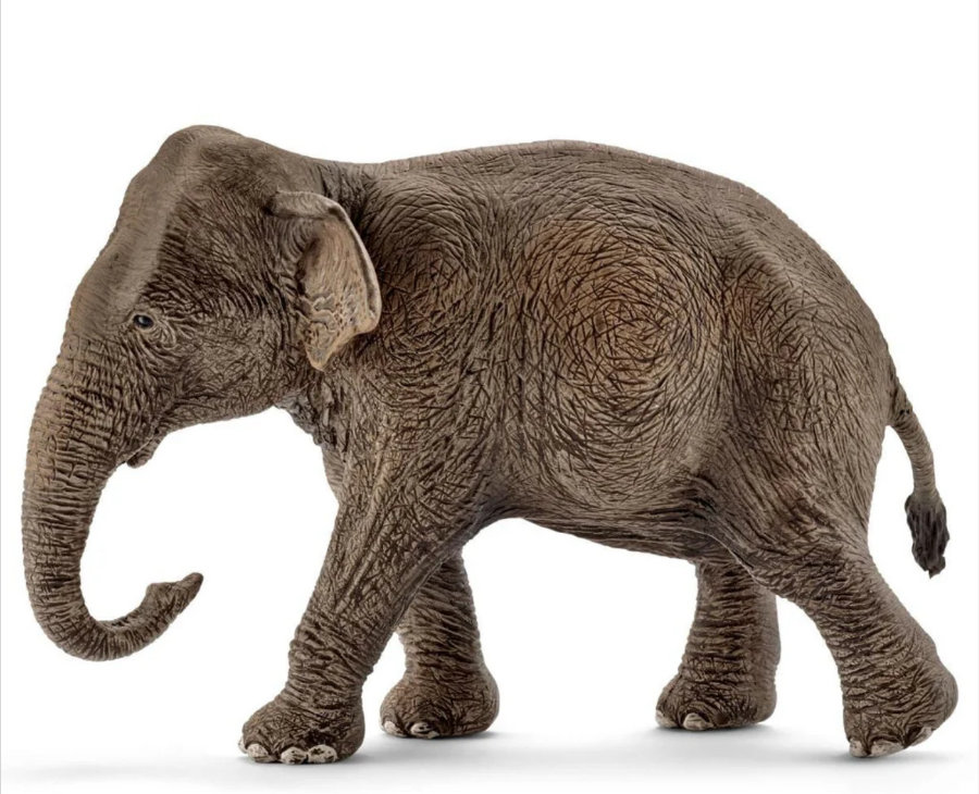 Asian Elephant, Female