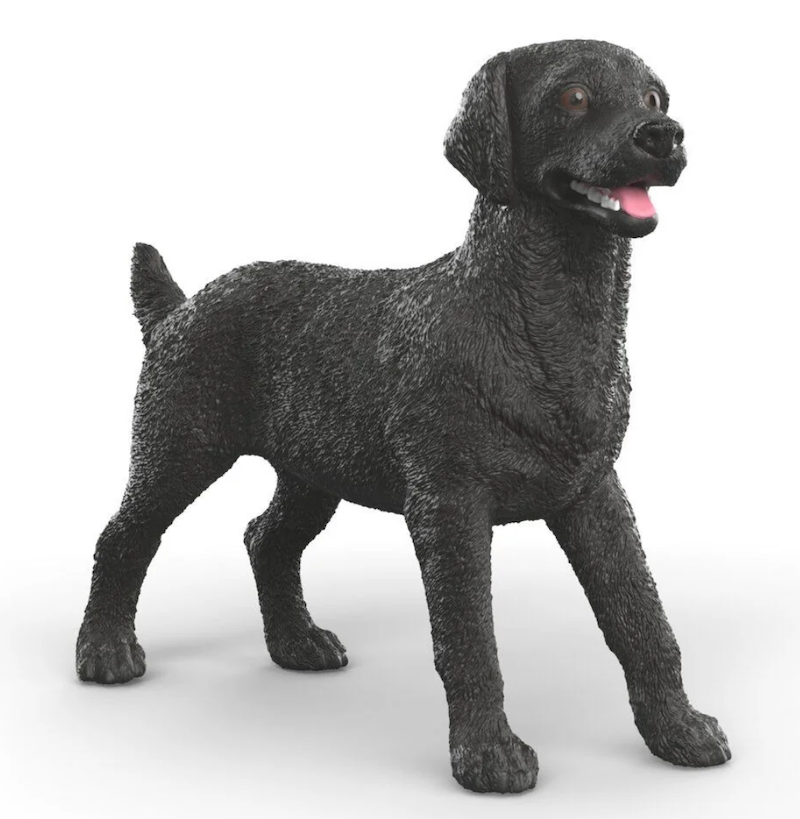 Female Black Labrador