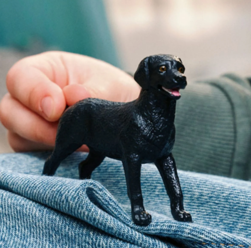 Female Black Labrador