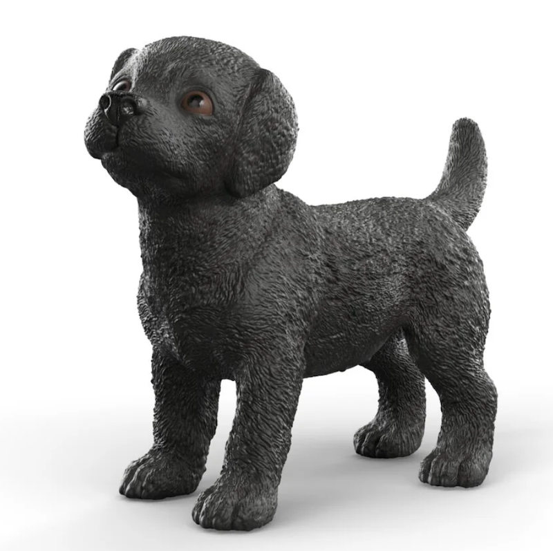 Black Labrador Puppy