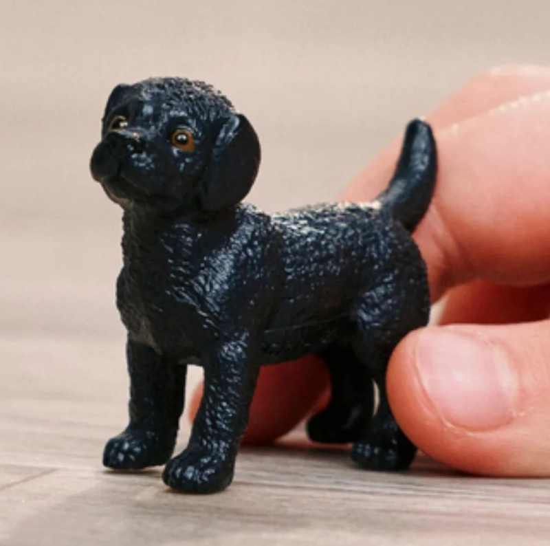 Black Labrador Puppy