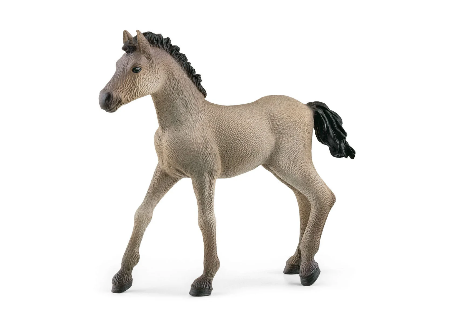 Criollo Definitivo Foal