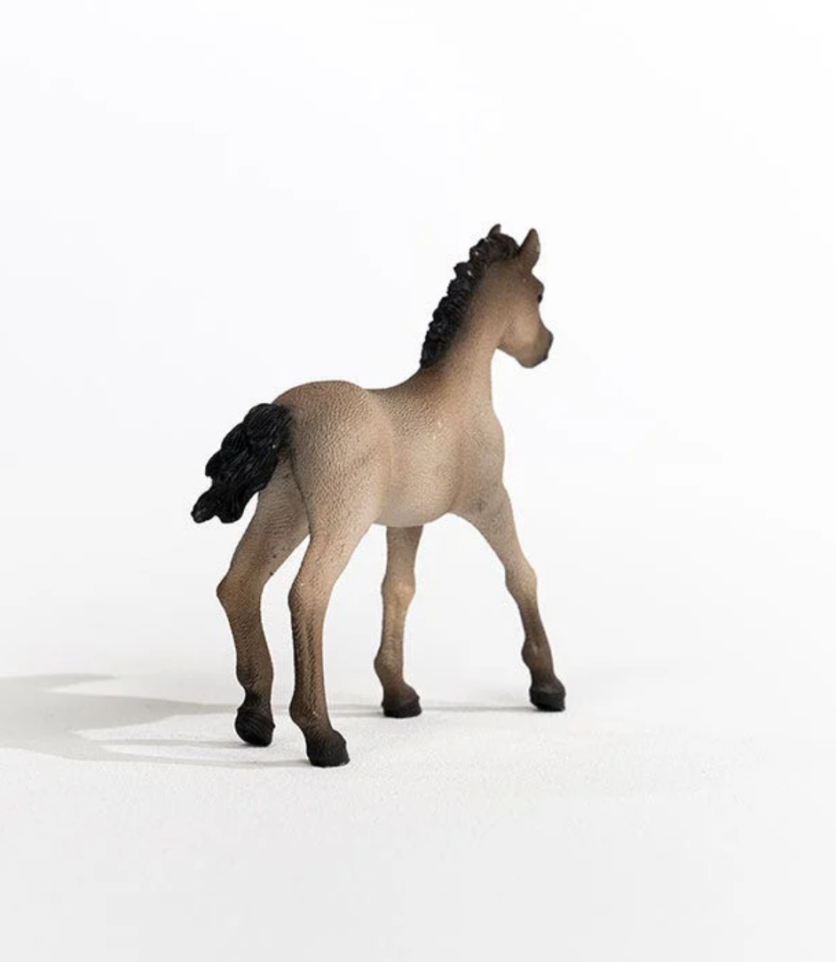 Criollo Definitivo Foal