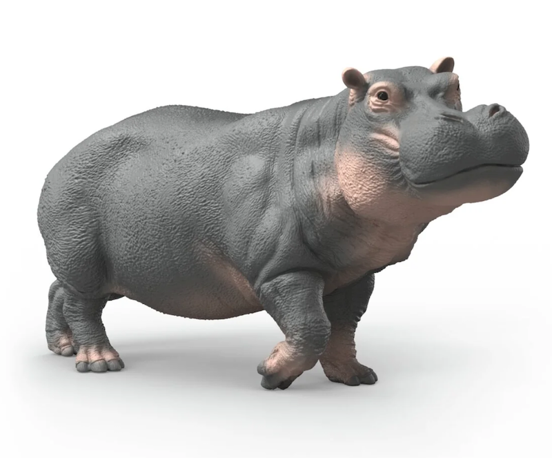 Hippopotamus