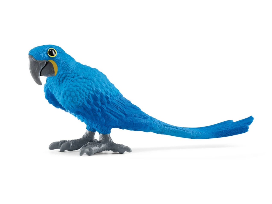 Hyazinth Macaw