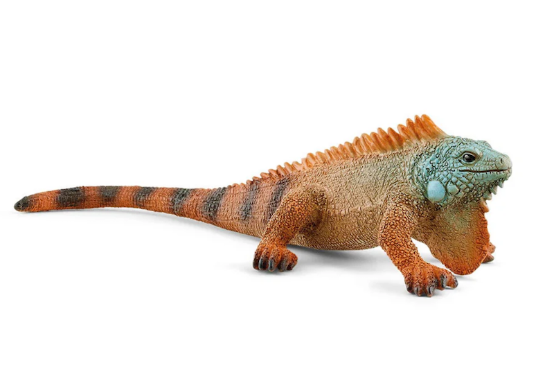 Iguana