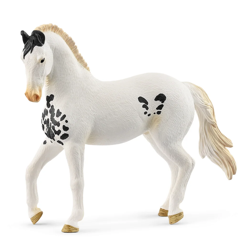 Marwari Stallion