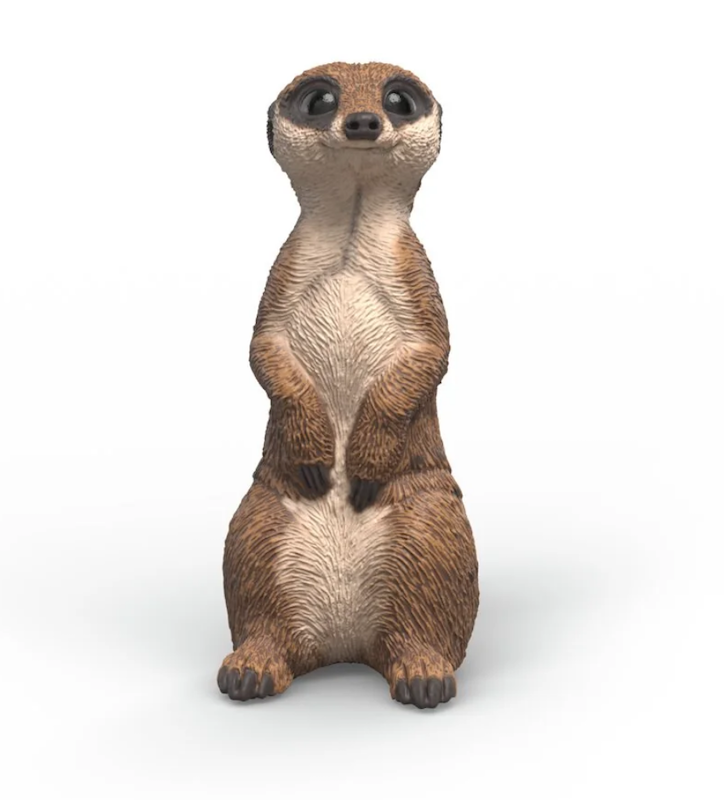 Meerkat