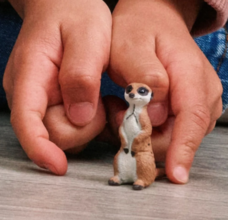 Meerkat