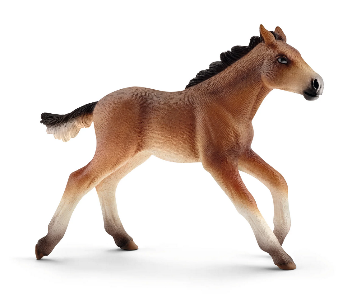 Mustang Foal