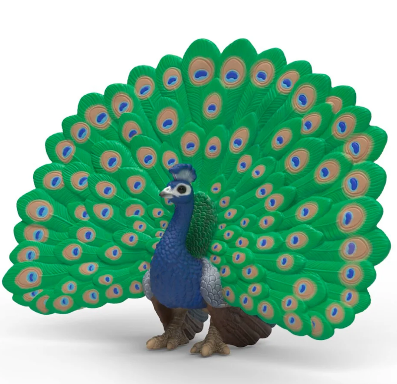 Peacock