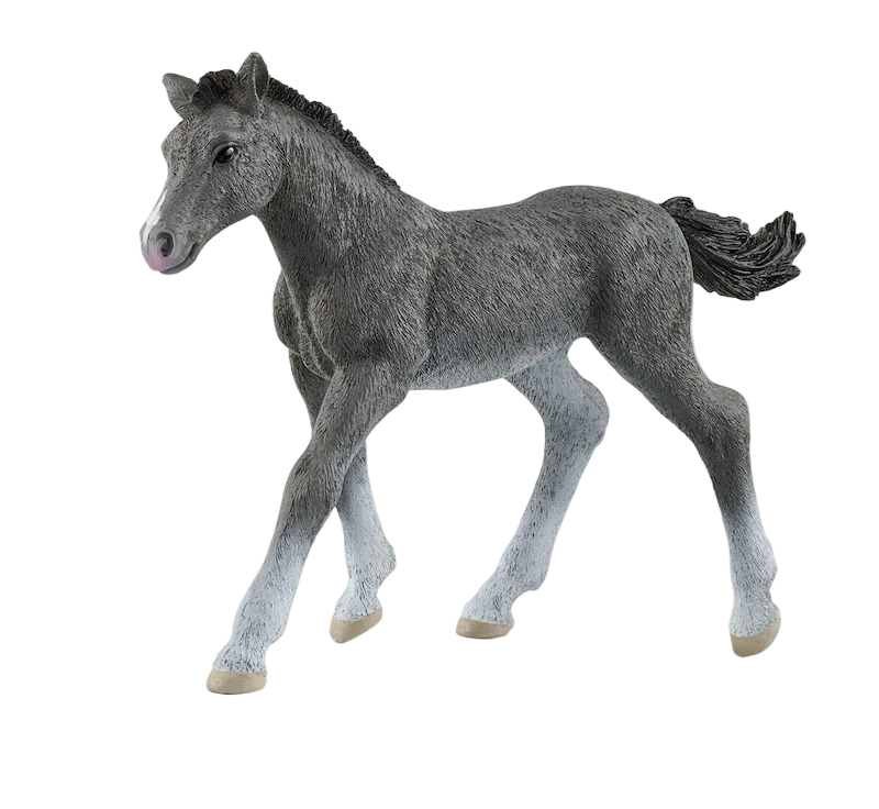 Trakehner Foal