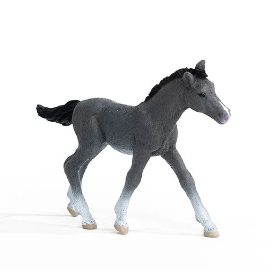 Trakehner Foal