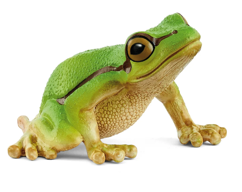 European Tree Frog