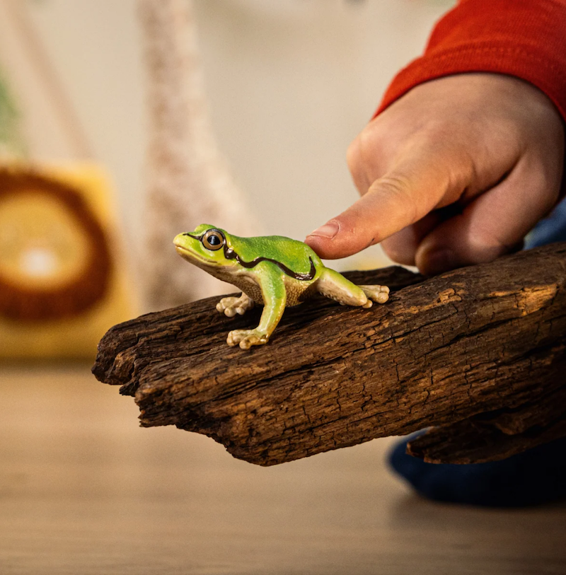 European Tree Frog