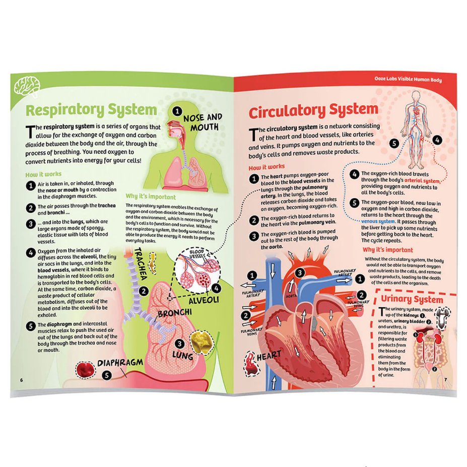 Ooze Labs: Visible Human Body with Squishable Organs