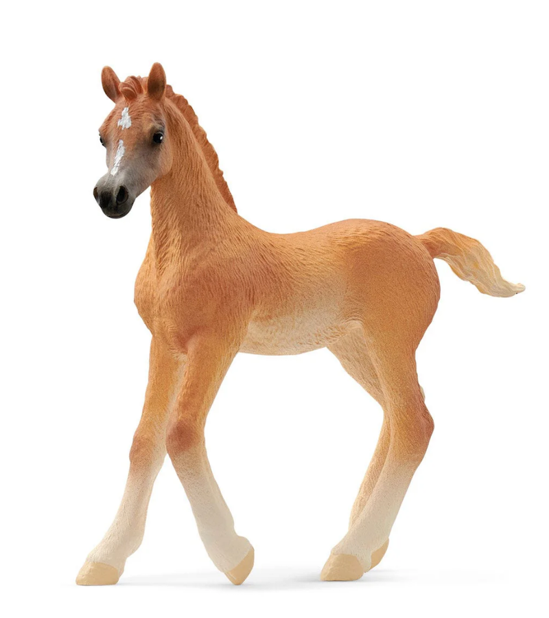 Arabian Foal