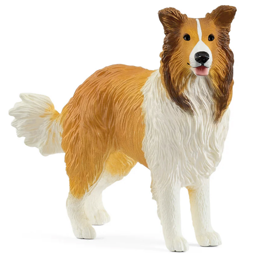 Collie