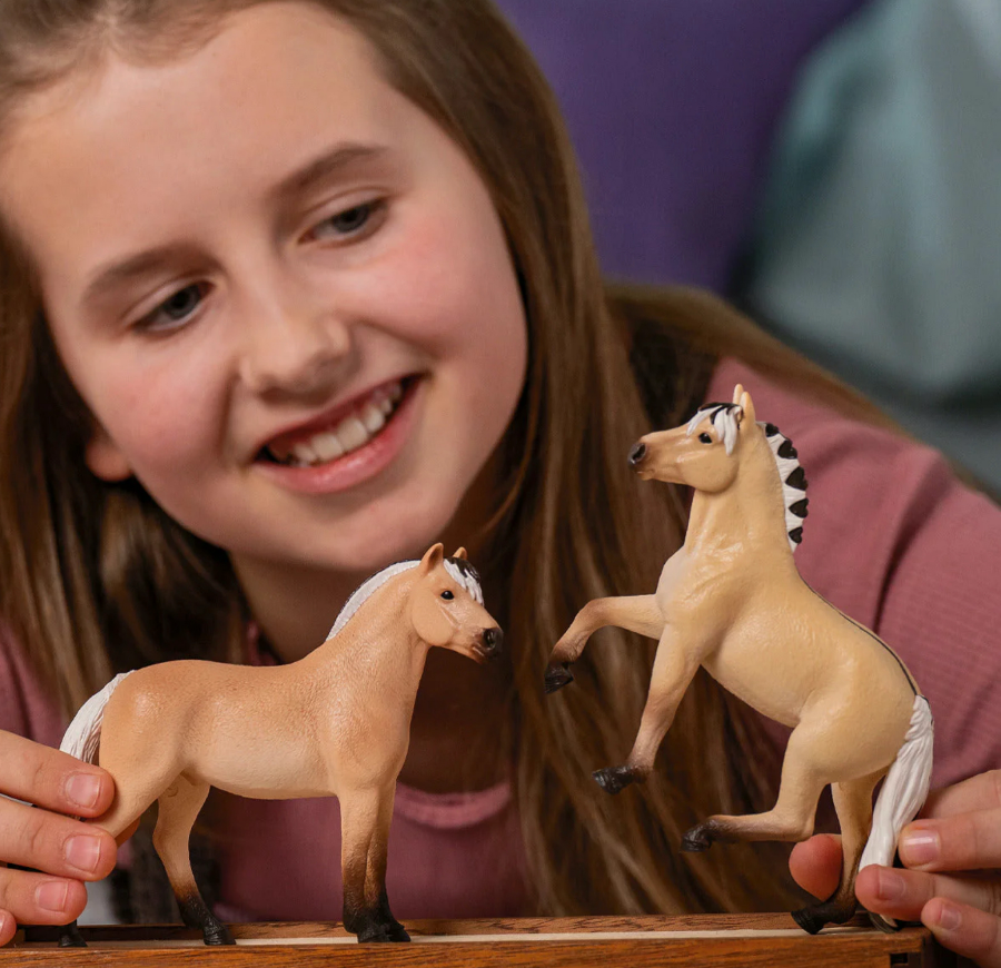 Norwegian Fjord Horse Gelding