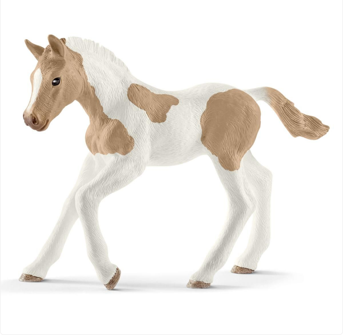 Paint Horse Foal