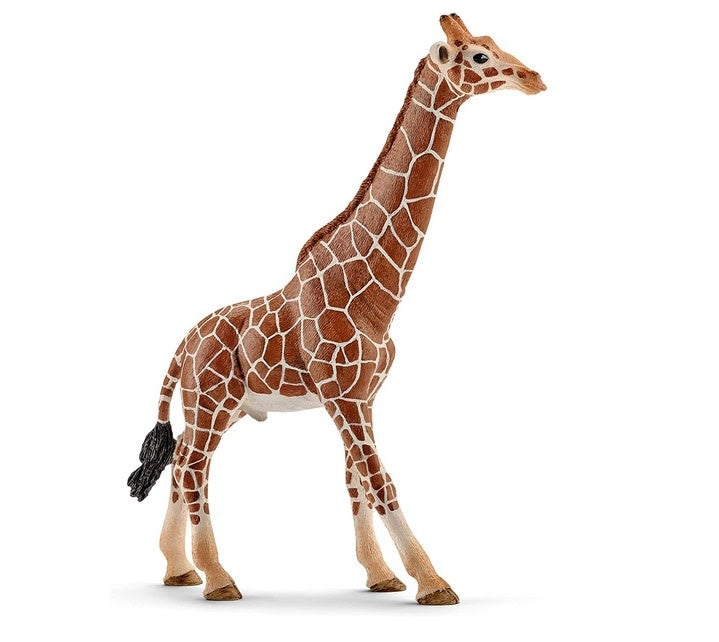 Male Giraffe