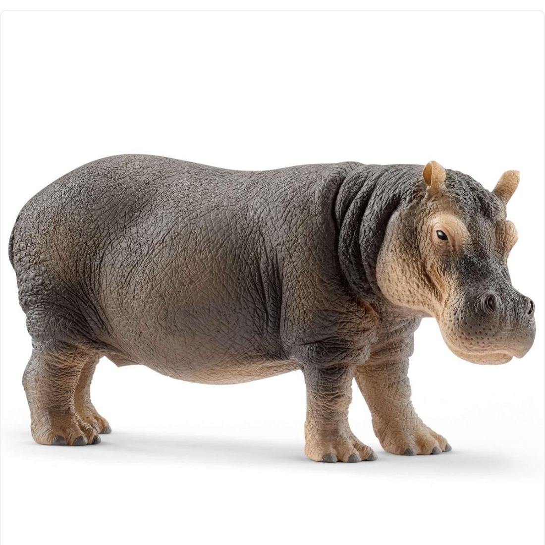 Hippopotamus