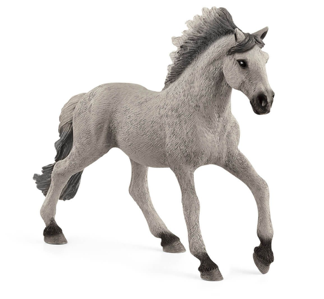 Sorraia Mustang Stallion